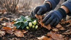 Christrosen im November pflegen: diese 3 Schritte sorgen für Blüten von Dezember bis März