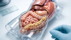 Warum Bauchfett nicht gleich Bauchfett ist: Was das Fett am Dickdarm über Entzündung verrät