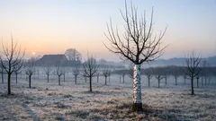 Warum Wintersonne Obstbäume schädigt und wie du junge Stämme richtig schützt
