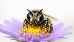 Neue Wildbiene in Australien entdeckt: Megachile lucifer mit winzigen „Hörnern“