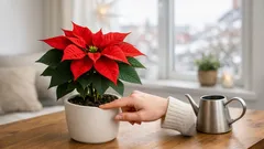 Weihnachtsstern richtig gießen: so bleibt er 6–8 Wochen lang schön