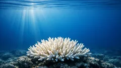 Warum Windstille Korallen bleicht: So heizen „calm and clear“-Tage das Meer auf