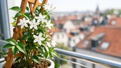 Jasmin im Topf: So gelingt die duftende Balkonpflanze mit wenig Aufwand